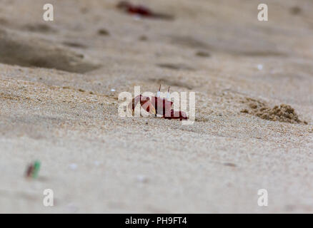 Crabe rouge sur la plage de chennai Banque D'Images