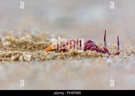 Crabe rouge sur la plage de chennai Banque D'Images