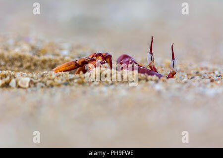 Crabe rouge sur la plage de chennai Banque D'Images