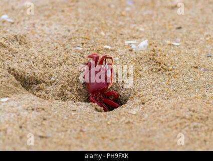 Crabe rouge sur la plage de chennai Banque D'Images