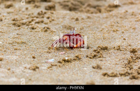 Crabe rouge sur la plage de chennai Banque D'Images