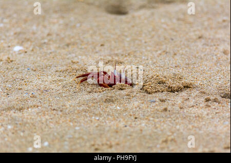 Crabe rouge sur la plage de chennai Banque D'Images