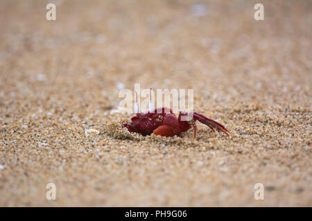 Crabe rouge sur la plage de chennai Banque D'Images