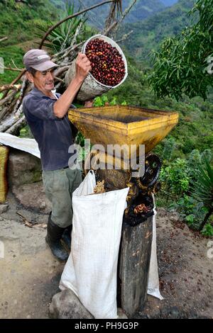 Machine à pâte- de la récolte du café à la frontière de l'Equateur - ZUNGA -San Ignacio- département de Cajamarca au Pérou. Banque D'Images