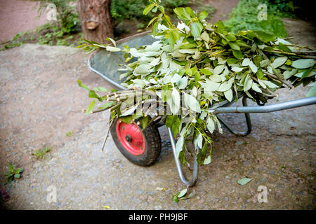 Un chariot de jardin avec des fleurs coupées. Fin de la saison estivale. Nettoyage d'automne dans le jardin. Fin de la saison d'été Banque D'Images