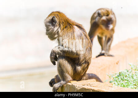 Petit Singe, Espagne Banque D'Images