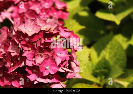 Hortensia violet, fond de l'espace pour copier Banque D'Images