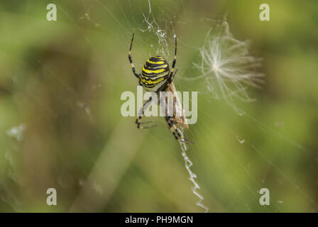 Wasp spider, Schwaebisch Hall, Bade-Wurtemberg Banque D'Images