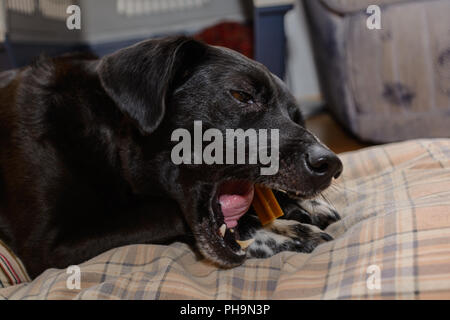 Chien Noir chews intensivement sur un chewing-- portrait Banque D'Images