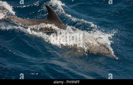 Grand dauphin Tursiops truncatus vagues de surf et natation violer sur la surface de l'océan la mer ouverte Banque D'Images