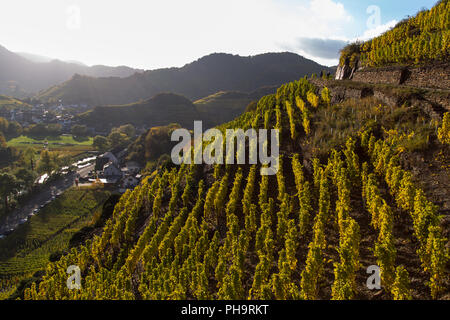 En automne, la vigne, l'Allemagne Ahrtal Banque D'Images