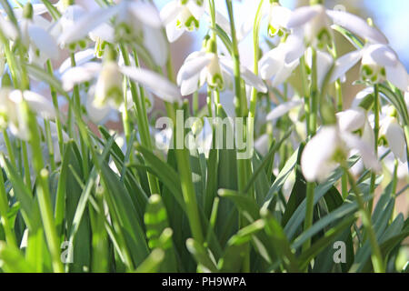Perce-neige (Galanthus nivalis) Banque D'Images