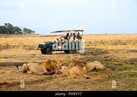 La fierté des lions de Katuma fête sur les restes d'un hippopotame juvénile qu'ils ont tué au cours de la soirée précédente. Banque D'Images