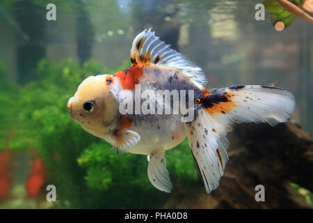 Poisson Rouge Oranda, Carassius auratus Banque D'Images