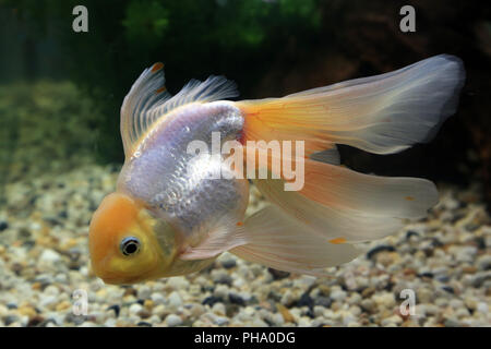 Poisson Rouge Oranda, Carassius auratus Banque D'Images