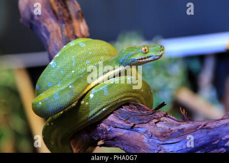 Green Tree Python Morelia, viridigis Banque D'Images
