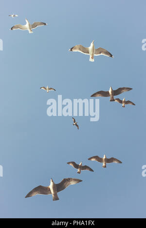 Mouettes dans le ciel Banque D'Images