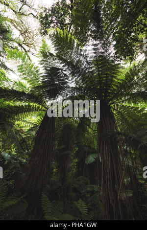 Les fougères arborescentes, Nouvelle-Zélande Banque D'Images