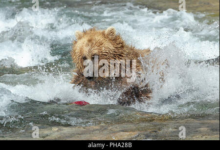 Photo d'action de l'ours brun de fonctionner après un saumon rouge dans une rivière d'Alaska Banque D'Images