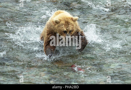Photo d'action de l'ours brun de fonctionner après un saumon rouge dans une rivière d'Alaska Banque D'Images