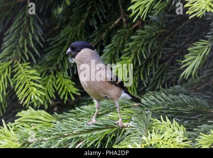 Bouvreuil Bouvreuil commun, ou canard colvert Banque D'Images