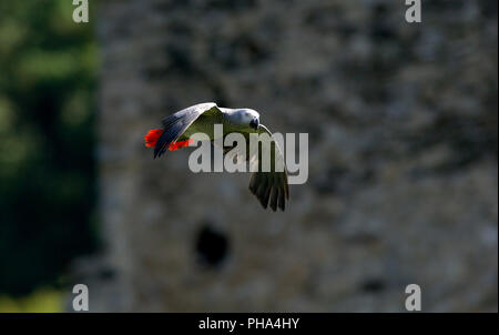 Vol - Perroquet gris (Psittacus erithacus) Perroquet gris - Jaco Banque D'Images