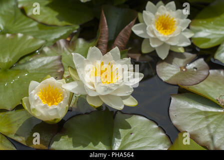 Fleurs de nénuphar, Schwaebisch Hall, Allemagne Banque D'Images