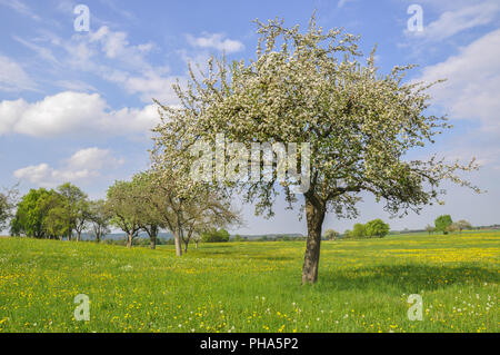 L'Éveil du printemps, l'Allemagne voisine Bibersfeld Banque D'Images