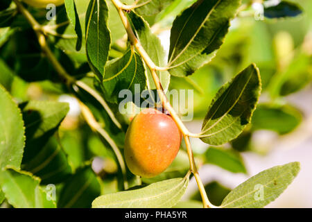 Zizyphus Jujuba Fruit Banque D'Images