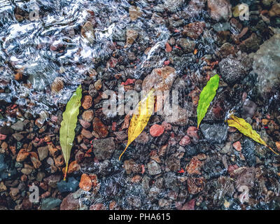 Quatre feuilles colorées dans l'eau d'une rivière au cours de l'automne Banque D'Images