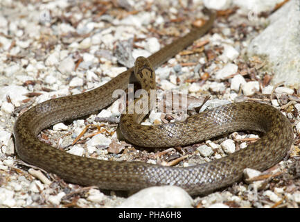 Bon natter (serpent), Königstein-Mountains, Carpates, Roumanie Banque D'Images