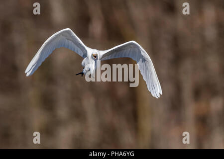 Grande aigrette (Ardea alba) volant tout à l'appareil photo. Banque D'Images