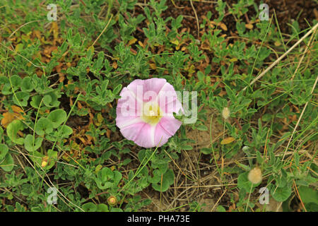 Liseron des champs (Calystegia soldanella Shore) Banque D'Images