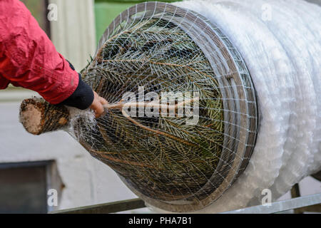 Arbre de Noël est livré avec filet de protection - close-up Banque D'Images
