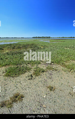 Marais de sel avec Salicornia, France Banque D'Images