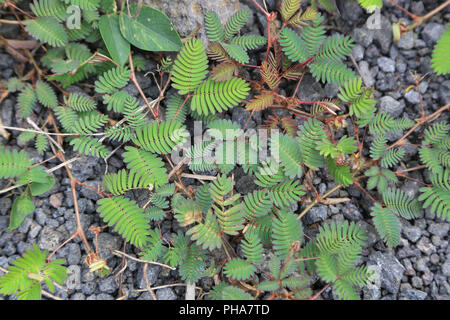 L'Ile Maurice, ne me touche pas, Mimosa pudica Banque D'Images