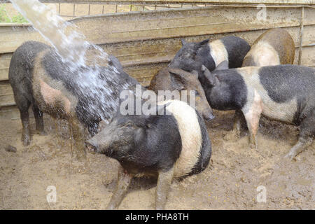 Les porcelets dans une ferme s'amusant sillonnent avec de l'eau et la boue Banque D'Images