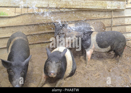 Les porcelets dans une ferme s'amusant sillonnent avec de l'eau et la boue Banque D'Images