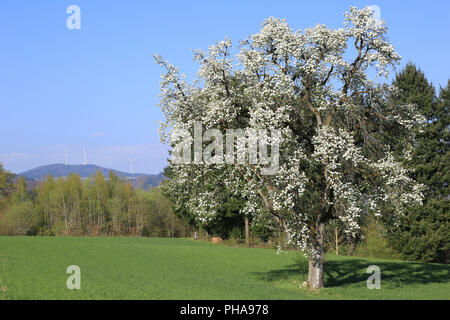 Poirier en fleurs dans la Forêt Noire Banque D'Images