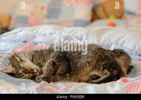 Chat gris avec fourrure câlins dormir dans un lit Banque D'Images