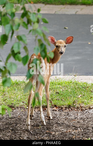 Deer fawn debout sous un arbre dans un jardin à la verticale de l'appareil photo à l'arrière Banque D'Images