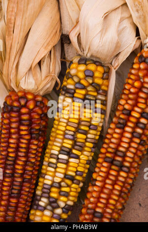 Maïs multicolore sur s/n Banque D'Images
