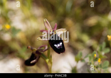 Bertolonis l'orchidée abeille (Ophrys bertolonii) Banque D'Images