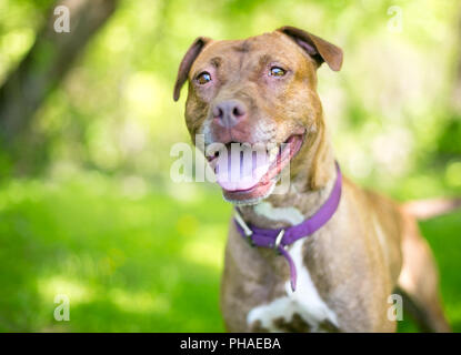 Un rouge et blanc mixed breed dog type pit-bull avec une expression heureuse Banque D'Images