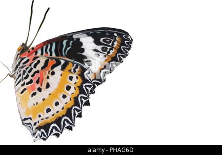 Papillon coloré vu de profil. Illustration de Vecteur