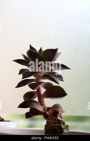 Echeveria purpusorum plante succulente silhouette devant la fenêtre en verre Banque D'Images
