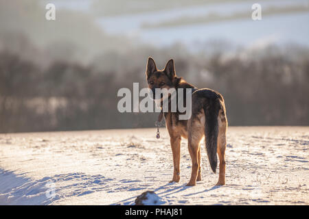 Berger allemand en hiver Banque D'Images