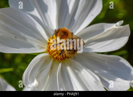 Carde commun abeille sur fleur Cosmos Banque D'Images