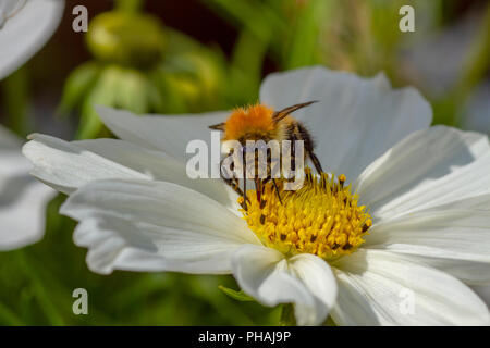 Carde commun abeille sur fleur Coosmos Banque D'Images