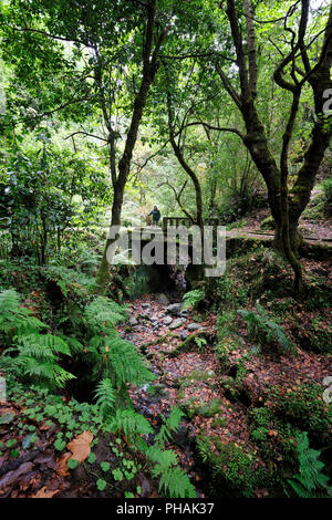 Sentier de randonnée le long de la Levada Velha', 'au milieu de la forêt Laurisilva. UNESCO World Heritage Site. Madère, Portugal Banque D'Images